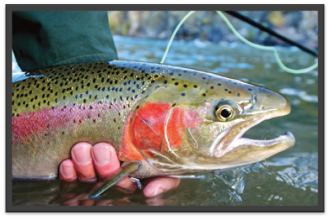 A large Steelhead Trout Caught While Fly Fishing - fisher is holding the trout right above the water. Trout is greenish silver with bright pinkish red coloring and dark spots.